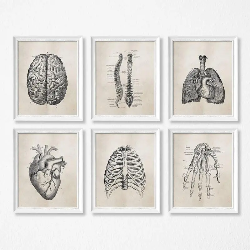 Human Anatomy Science Vintage Posters Art Prints , Medical Anatomy Canvas Painting Medical Doctor Clinic Wall Pictures Decor 1