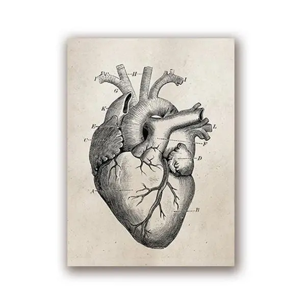 Human Anatomy Science Vintage Posters Art Prints , Medical Anatomy Canvas Painting Medical Doctor Clinic Wall Pictures Decor 2